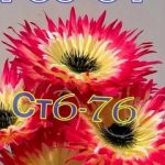 Пижамы и нижнее белье, ТК Садовод, 28-19